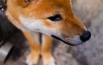 たった1個のきびだんごで従業員に鬼と死闘までさせた桃太郎の話 ごりらのせなか