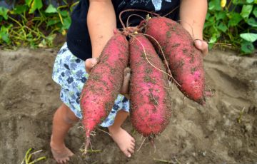 京都 城陽 あらす観光いも掘り農園 は小さな子どもでも味覚狩りを楽しめるよ ごりらのせなか