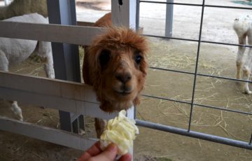 北海道 美瑛 大人は四季彩の丘 子どもはアルパカ牧場へ ごりらのせなか