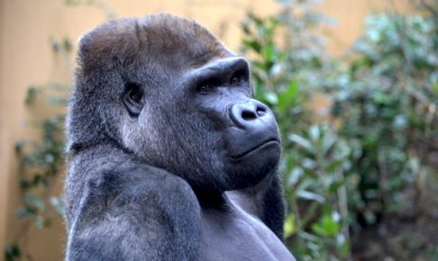 今すぐ会いに行こう 絶滅危惧種 ゴリラ がいる日本の動物園まとめ ごりらのせなか